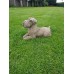 Schnauzer