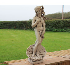 Small Shell Girl Small Shell Girl